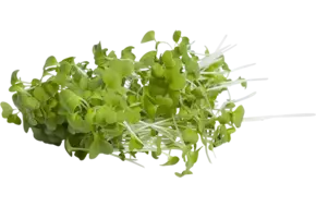 Japanse mosterdsla groen 40gr